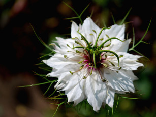 Картинка цветы нигелла лепестки