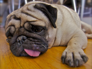 Картинка животные собаки мопс язык