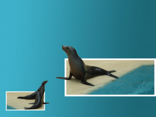 Картинка животные тюлени морские львы котики синий