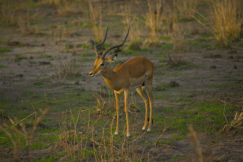 Картинка животные антилопы грациозное животное