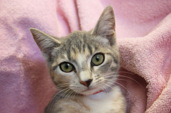 Картинка животные коты глаза уши cat