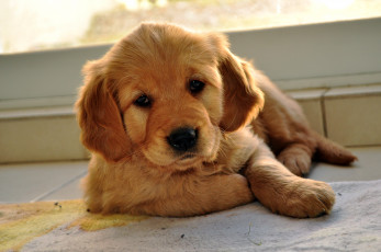 Картинка животные собаки рыжий щенок