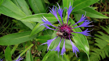 Картинка цветы васильки листья пчела