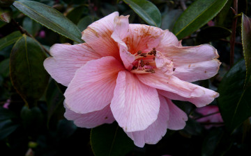 Картинка цветы олеандры листья