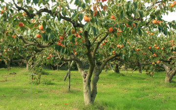 Картинка природа деревья трава дерево