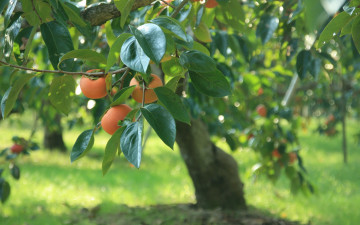 Картинка природа плоды дерево листья трава