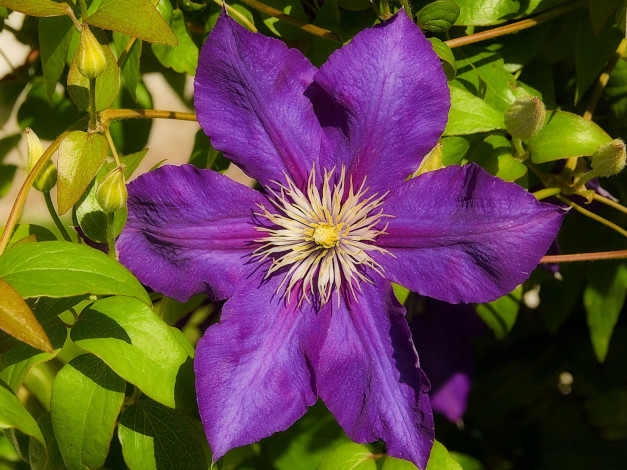 Обои картинки фото цветы, клематис, ломонос, листья, сиреневый