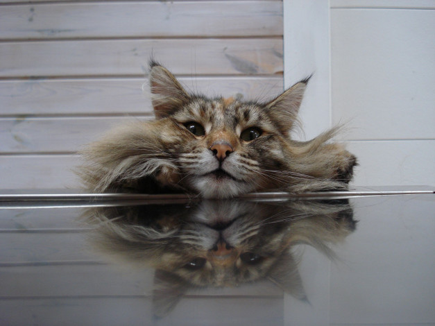 Обои картинки фото животные, коты, cat, морда