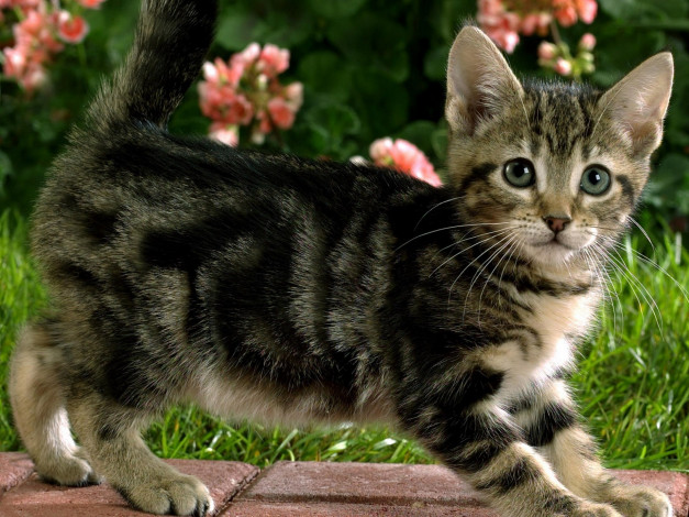 Обои картинки фото животные, коты, котёнок