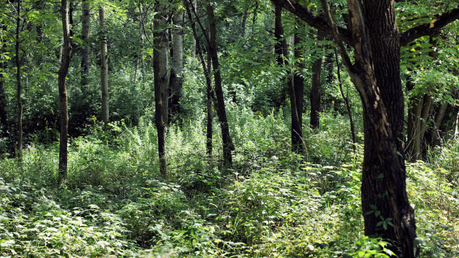 Обои картинки фото природа, лес, трава, деревья