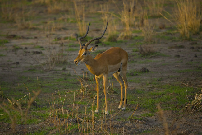 Обои картинки фото животные, антилопы, грациозное, животное