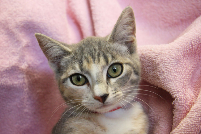 Обои картинки фото животные, коты, глаза, уши, cat