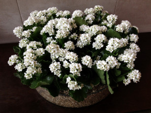 Картинка цветы каланхоэ kalanchoe