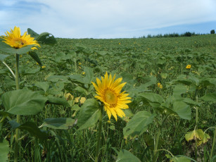 Картинка цветы подсолнухи
