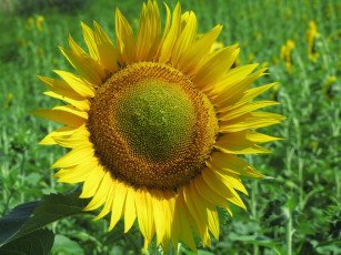 Картинка цветы подсолнухи