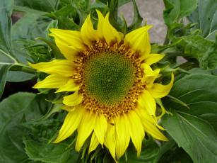 Картинка цветы подсолнухи