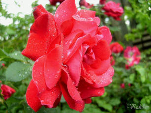 Картинка цветы розы розовый