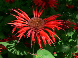 Картинка монарда цветы лепестки