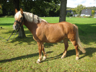 Картинка животные лошади лошадь