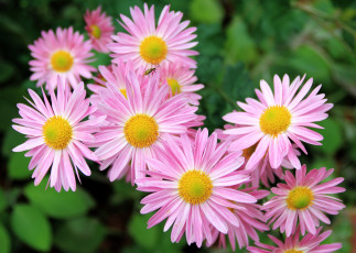 Картинка цветы ромашки розовый лепестки