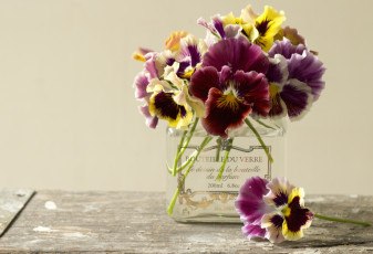 обоя цветы, анютины, глазки, садовые, фиалки, виола, пестрый