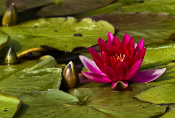 Картинка цветы лилии водяные нимфеи кувшинки розовый листья