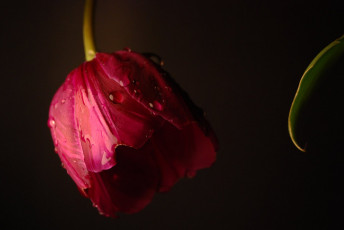 обоя цветы, тюльпаны, тюльпан, фон