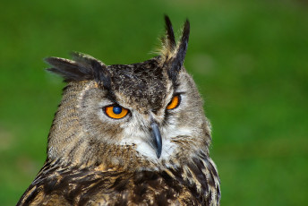 Картинка животные совы сова