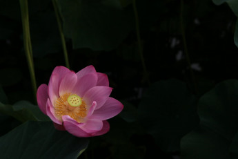 Картинка цветы лотосы фон лотос