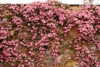 Картинка клематис фреда цветы ломонос