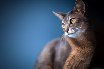 Картинка животные коты взгляд