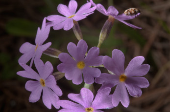 Картинка цветы примулы лепестки