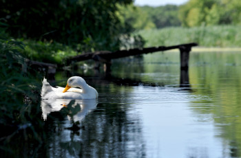 Картинка животные гуси лес белый гусь озеро пруд