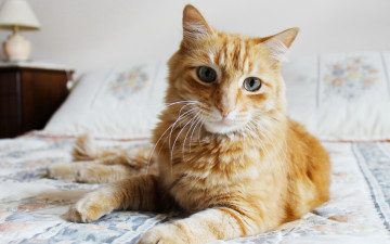 Картинка животные коты кот