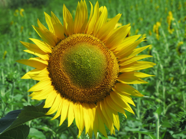 Обои картинки фото цветы, подсолнухи