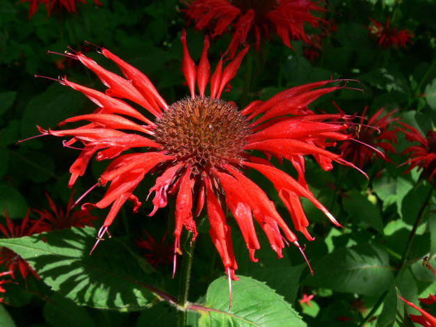 Обои картинки фото монарда, цветы, лепестки