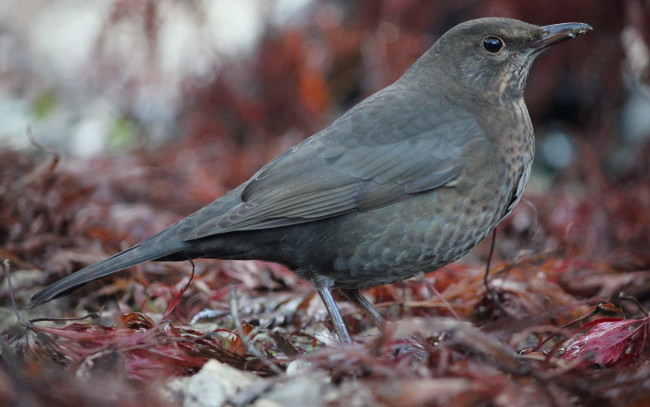 Обои картинки фото животные, птицы, птичка, листья