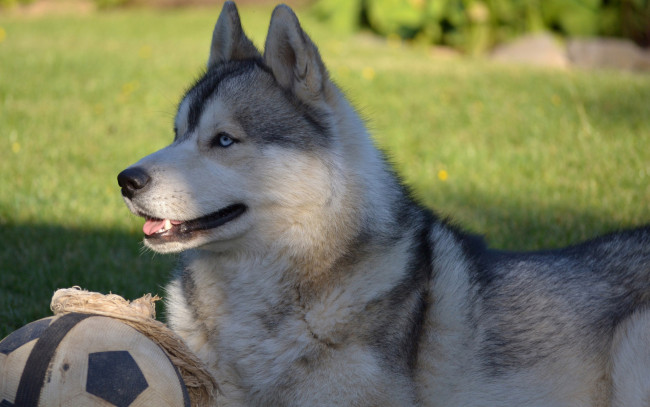 Обои картинки фото животные, собаки, лайка