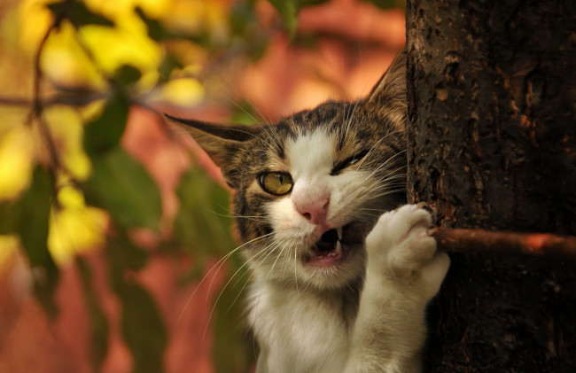 Обои картинки фото животные, коты, котэ