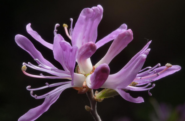 Обои картинки фото цветы, лепестки