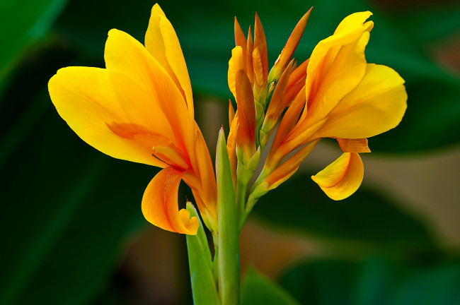 Обои картинки фото цветы, канна, оранжевый