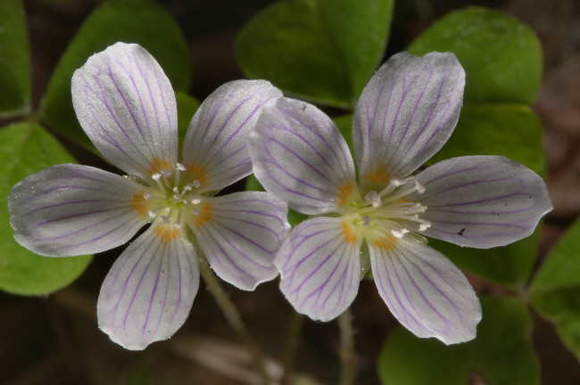 Обои картинки фото цветы, луговые, полевые, лепестки