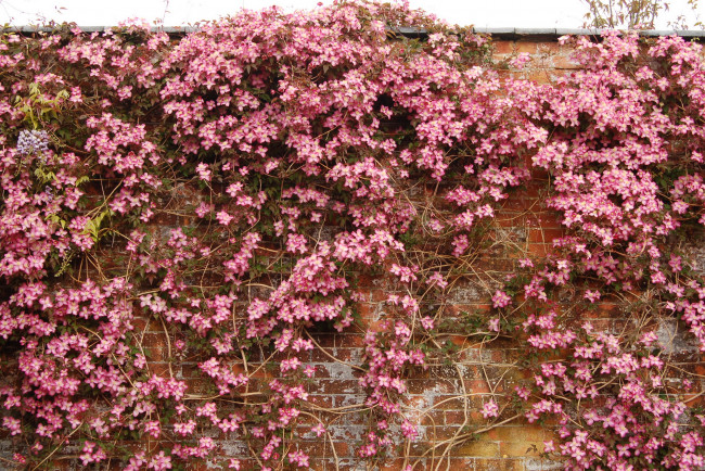 Обои картинки фото клематис, фреда, цветы, ломонос