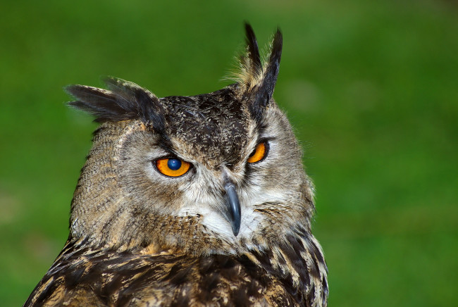 Обои картинки фото животные, совы, сова
