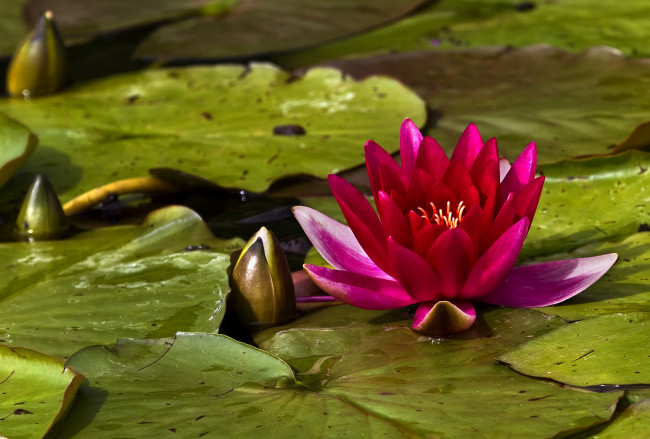 Обои картинки фото цветы, лилии, водяные, нимфеи, кувшинки, розовый, листья