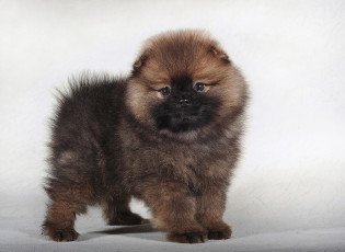 Картинка животные собаки щенок