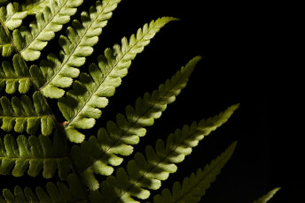 Картинка природа листья темный фон лист