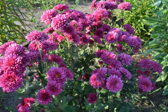 Картинка цветы хризантемы куст