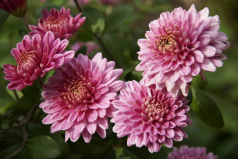 Картинка цветы хризантемы розовый