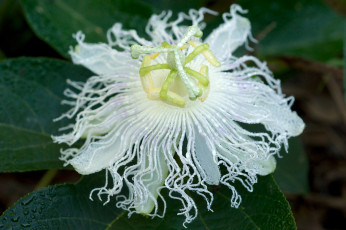 Картинка цветы пассифлора экзотика